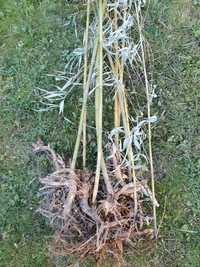 Kłącza bambusa, korzenie bambusa Bambus mrozoodporny duże sadzonki
