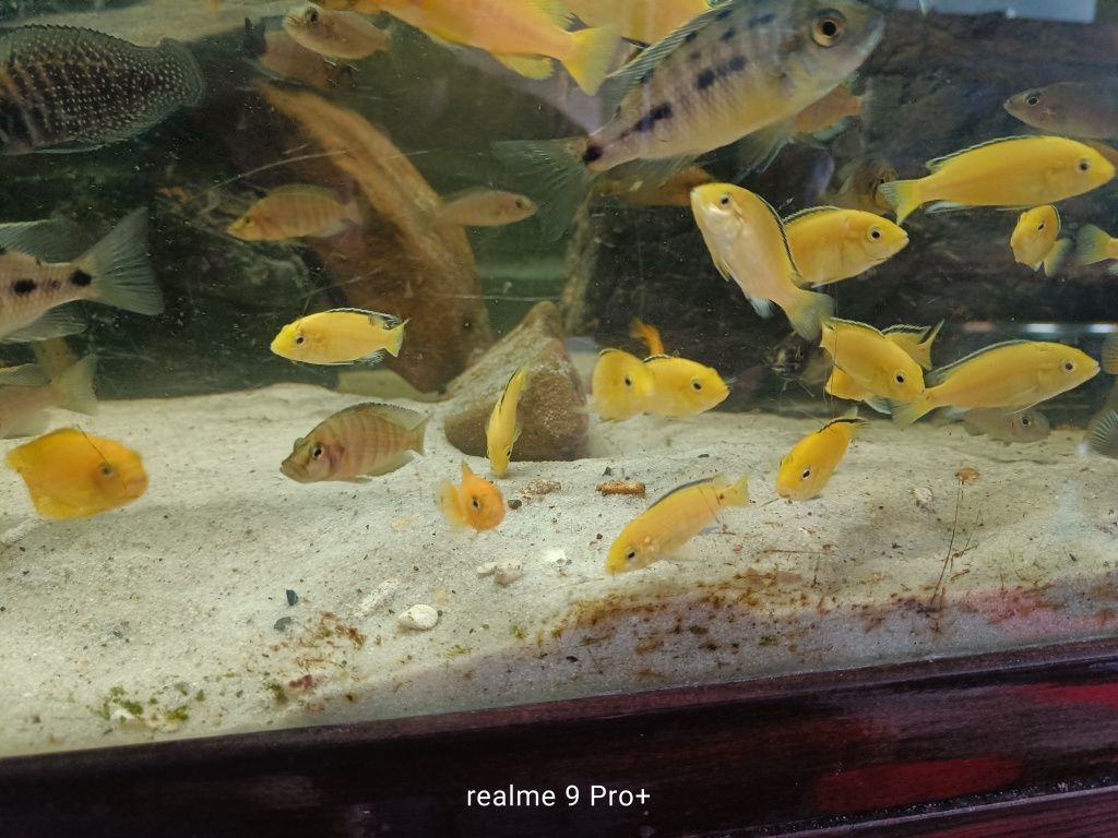 Labidochromis caeruleus