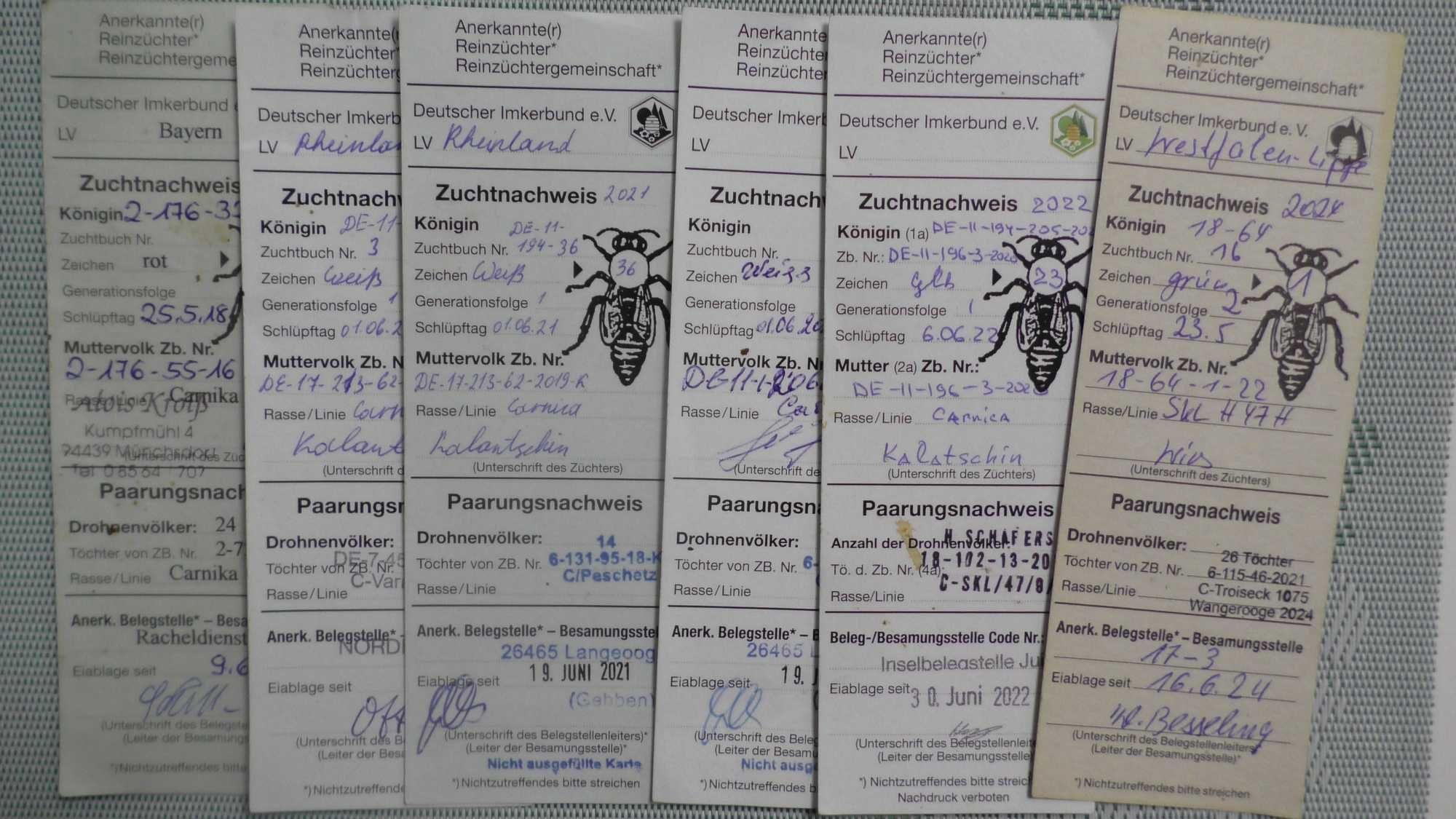 (Бджоломатки-Матки).порода- Карніка Пчеломатки .