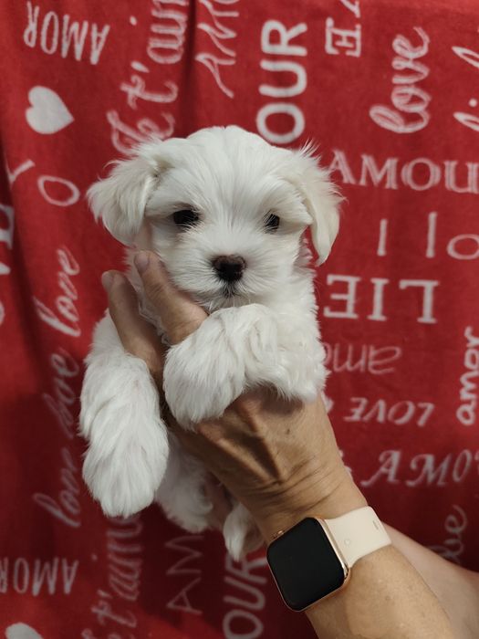 Uroczy piesek maltańczyk szuka kochającego domku