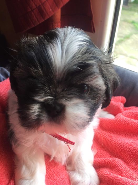 Piesek shih tzu suczka tricolor z rodowodem