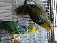 Casal de Catarinas verdes
