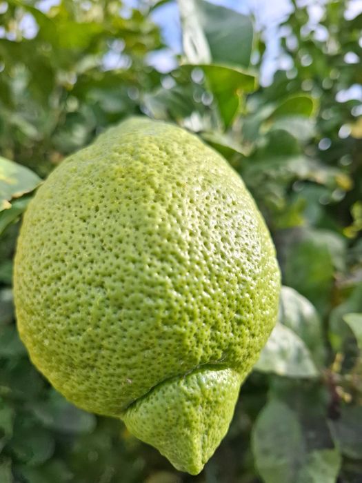 CIDRÃO orgânico: fruto RARO de Natal [à unidade ou ao kilo)