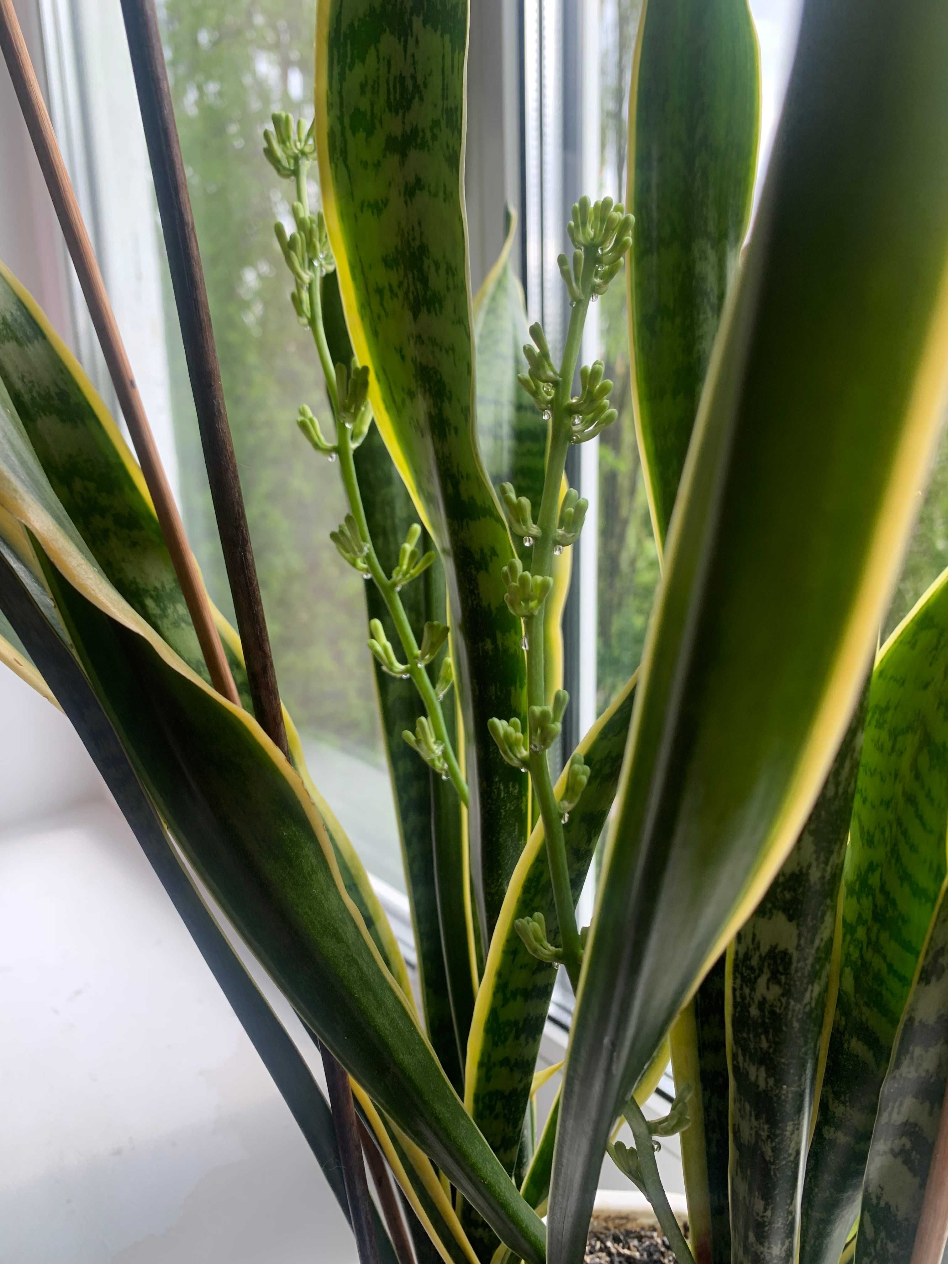 Сансивиерия /Sansivieria trifasci/ трехцветная