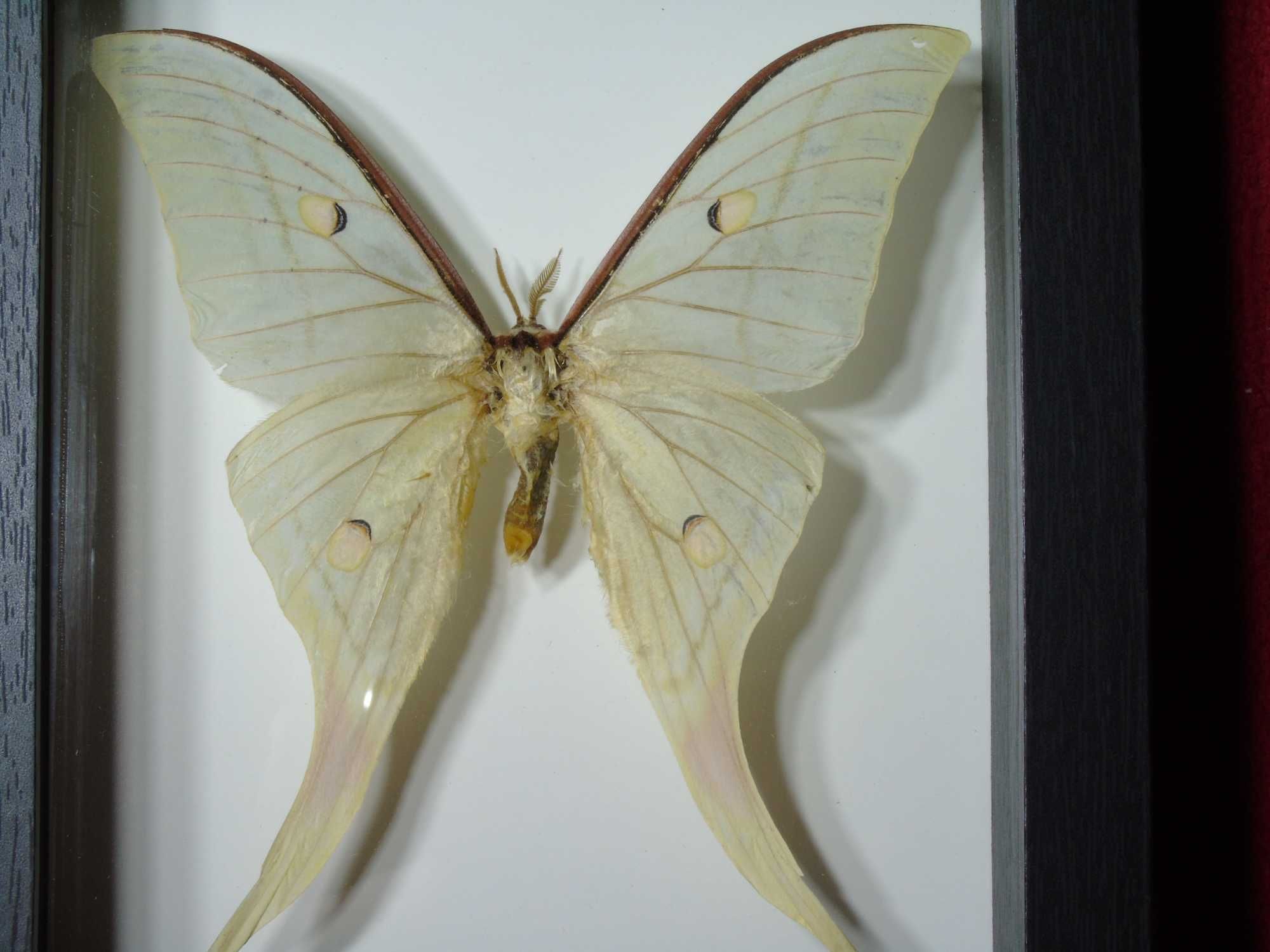 Motyl w ramce / gablotce 27 x 22 cm . Actias luna 140 mm .