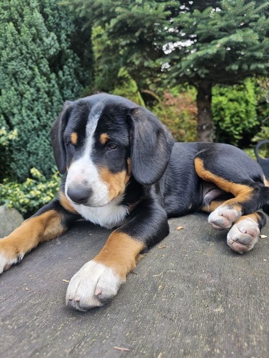 Entlebucher szczeniak