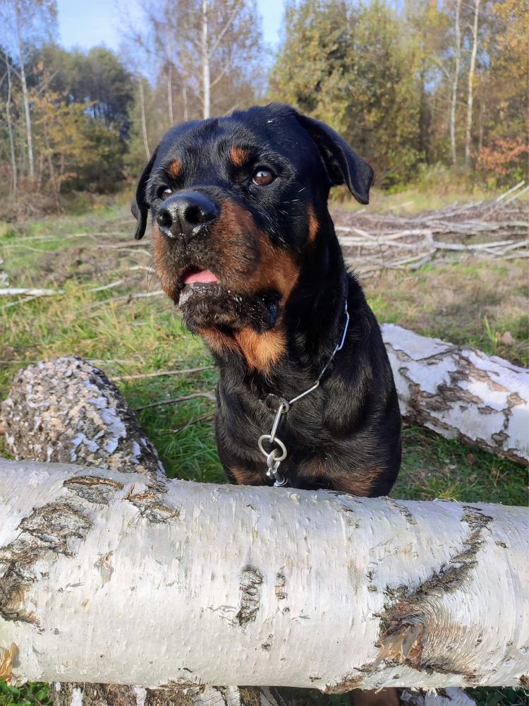 Sajmon rodowodowy rottweiler szuka domu