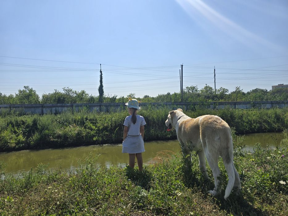 Середньоазійська вівчарка, хлопчик