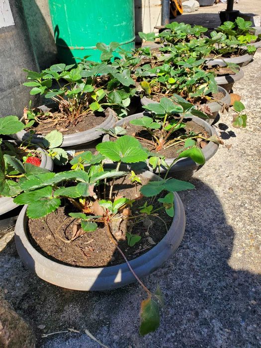 12 Morangueiros em vaso