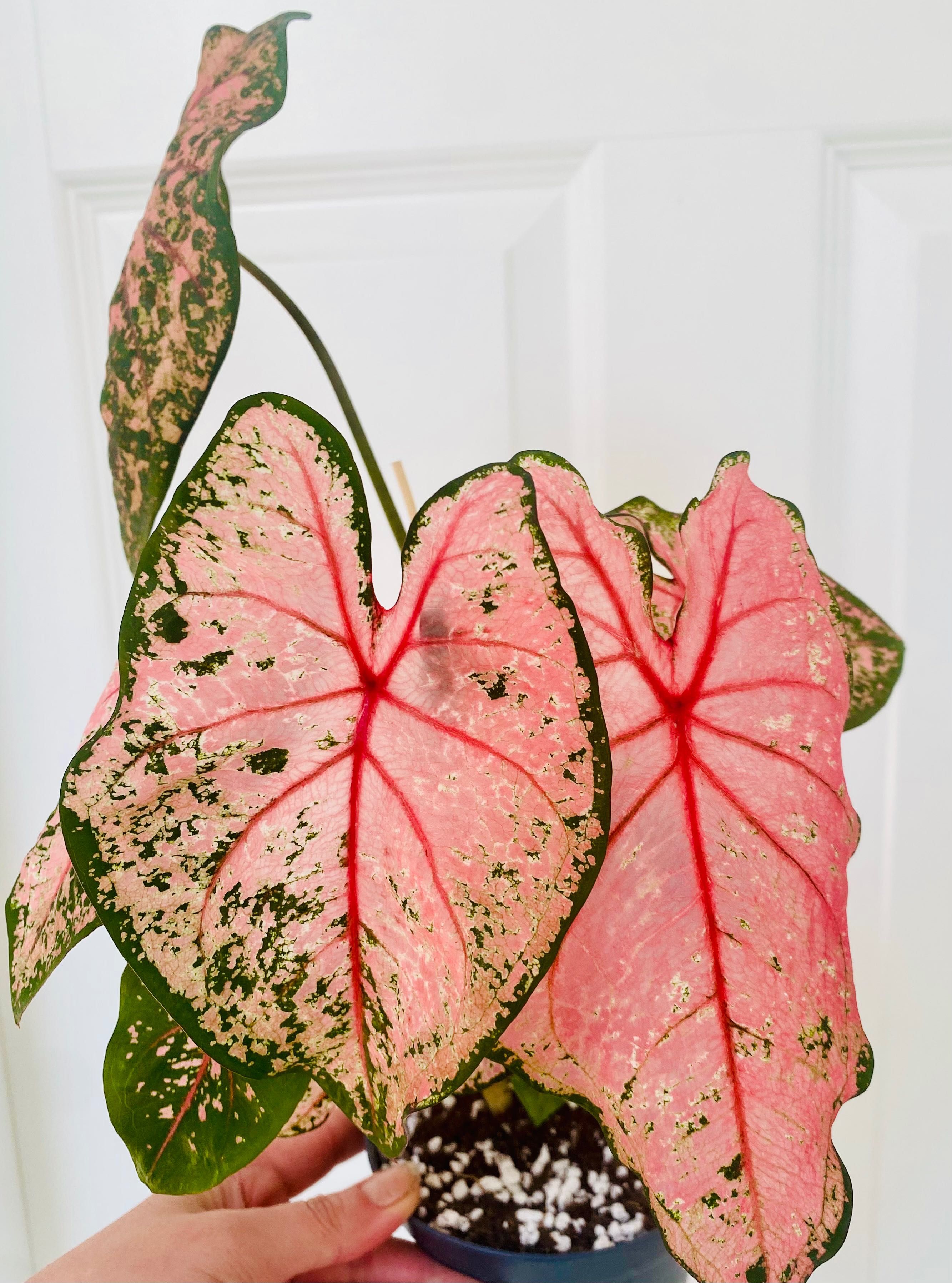 Caladium Pink Beauty