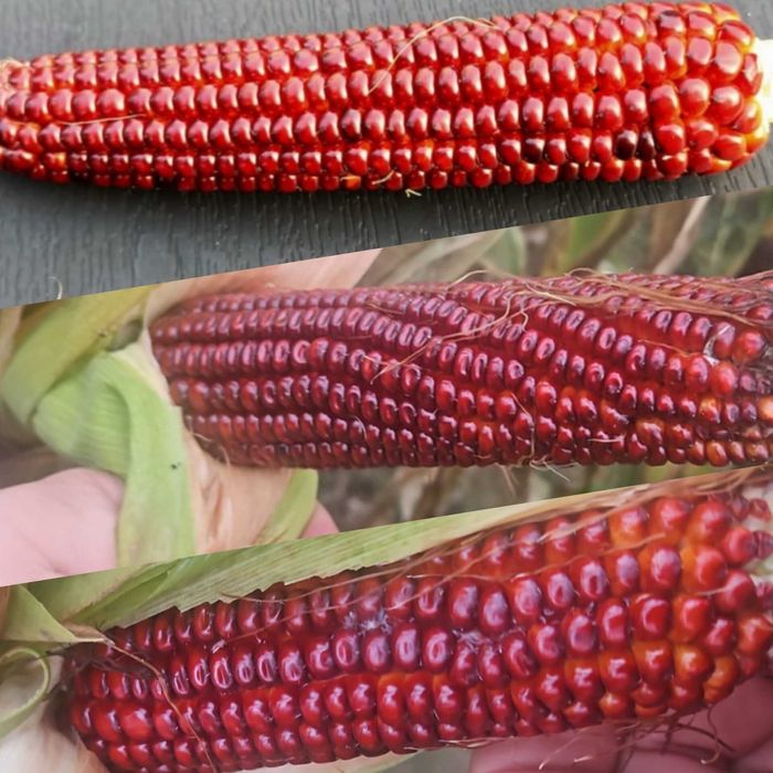 Kukurydza BORDO/czerwona Gołębie, kury- paszą eko