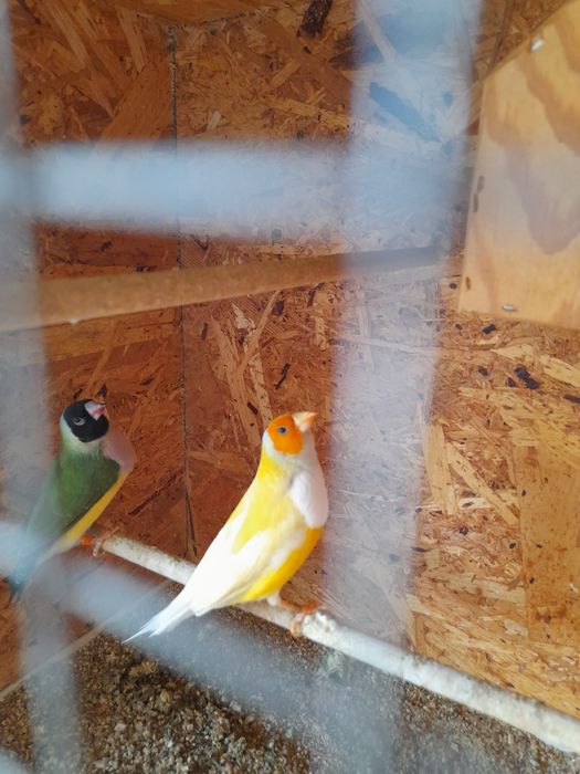 Casal de diamantes de gould