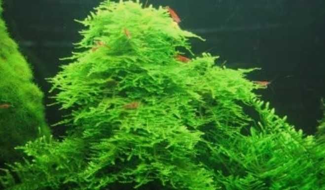 Mech Taiwan moss (Taxiphyllum alternans) WYMIENIĘ