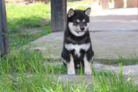 Piesek Shiba Inu  Czarny/black & tan Zarezerwowany