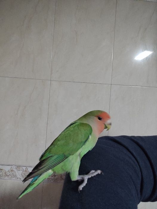 Agapórnis domesticado