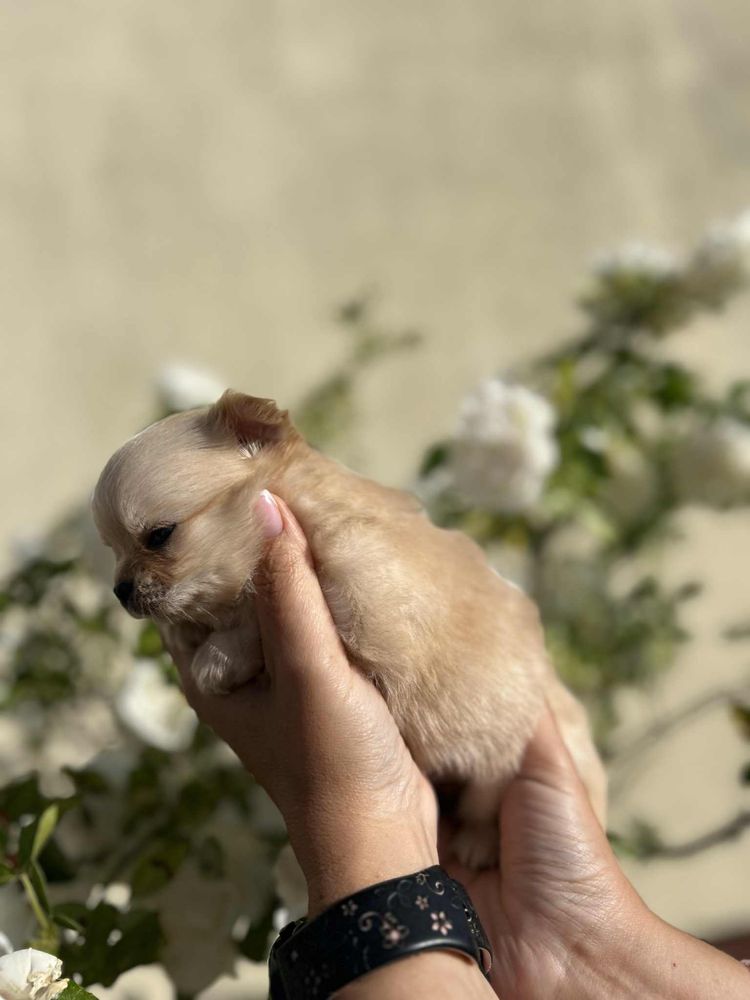 Piesek chihuahua dlugowlosy