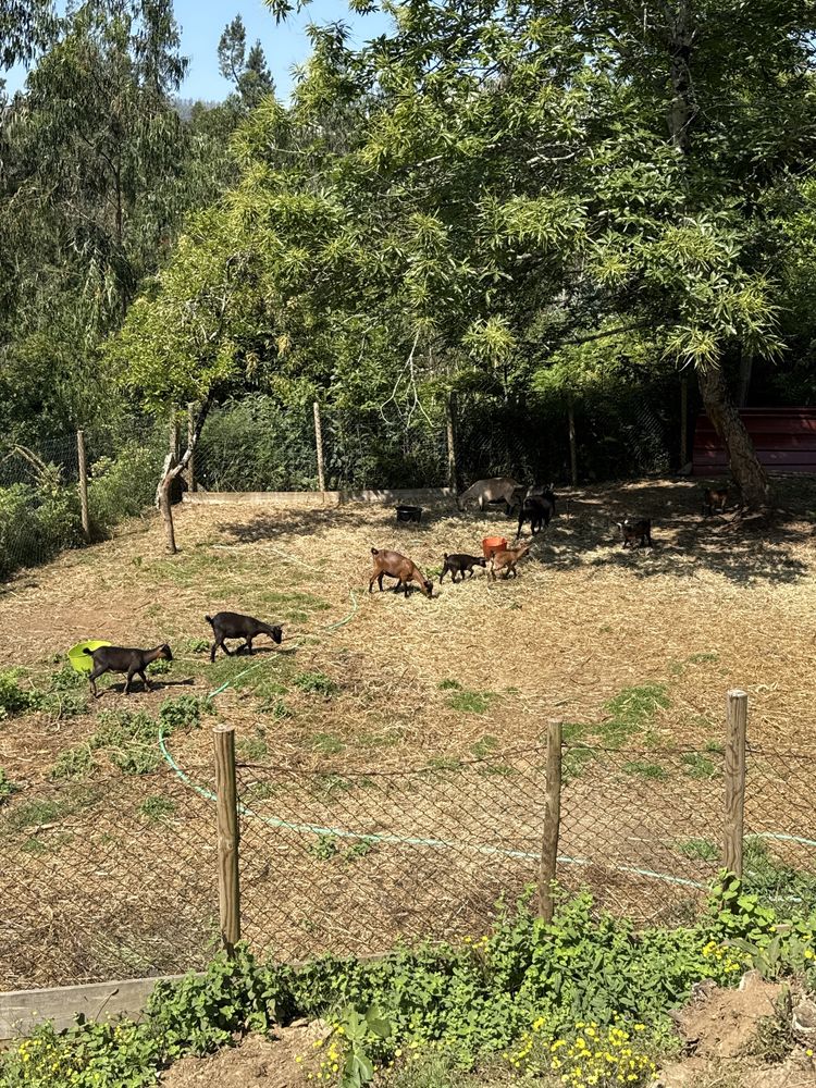 Vendo Cabras Macho / Fêmea