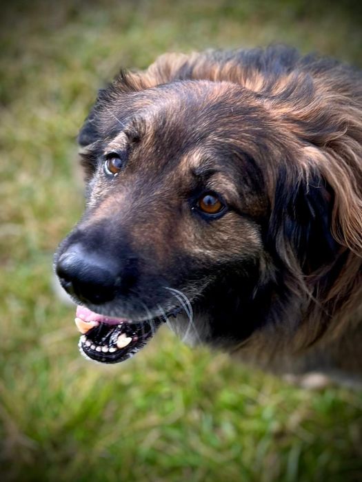 Puchaty Watek w typie owczarka do adopcji