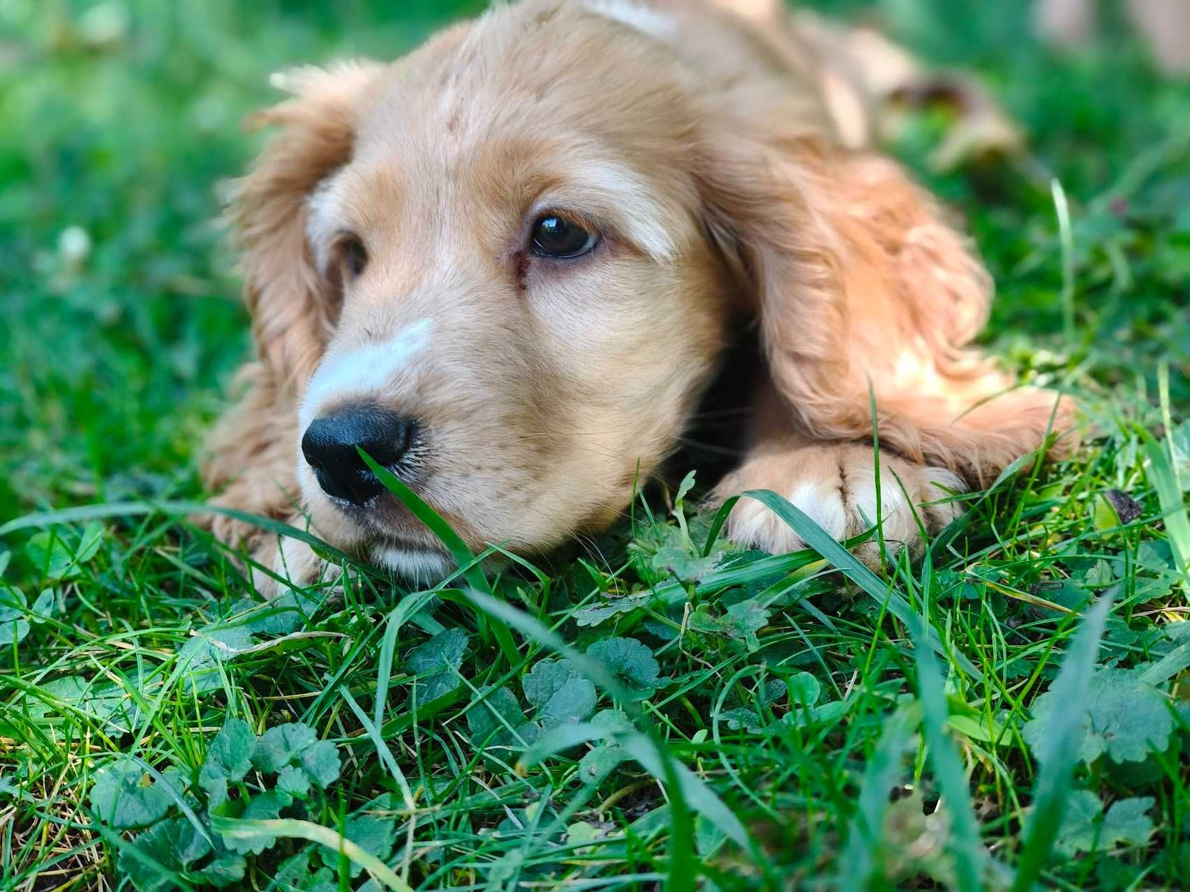 Cocker Spaniel Angielski - pełny rodowód - FILM