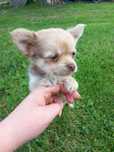 Długowłosa suczka chihuahua