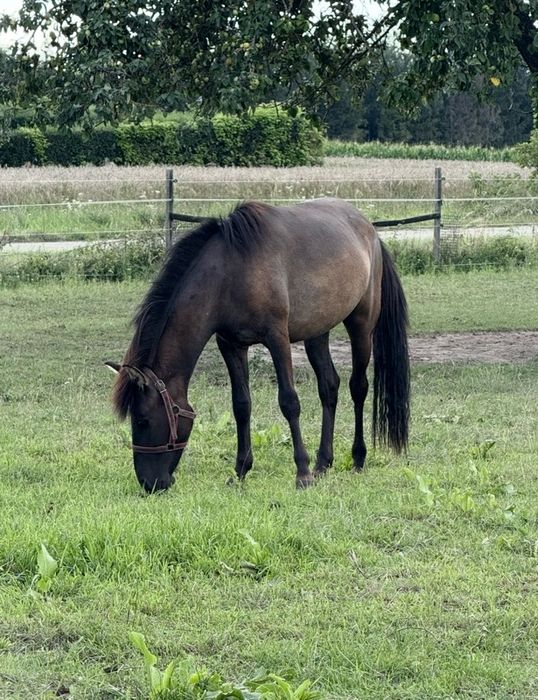 Sprzedam pare konikow polskich