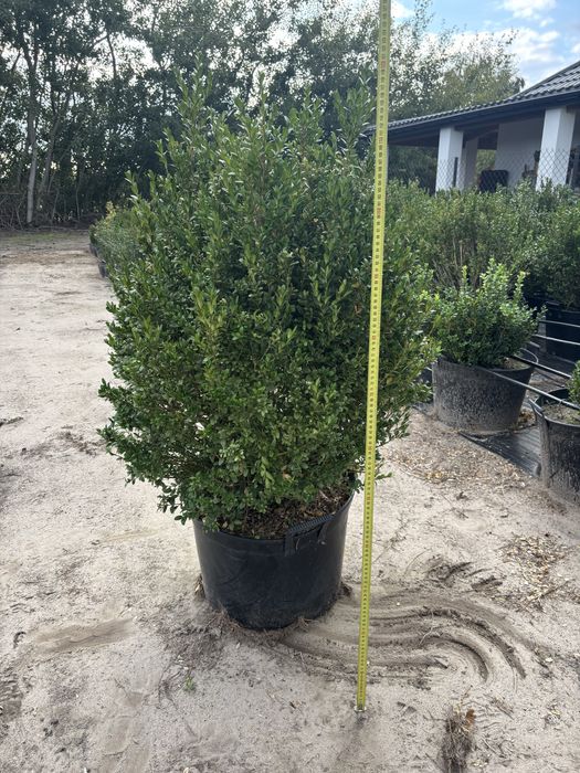 Sprzedam bukszpan w donicach 40L 120-130cm