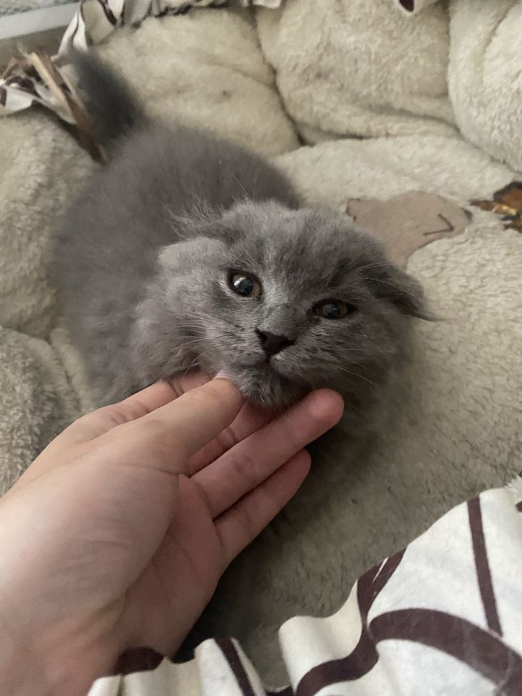 Шотландская кошка скоттиш фолд