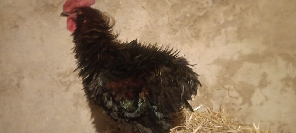 Młode kogut ozdobne