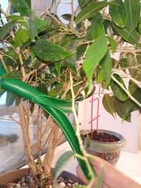 Подвязка для растений. Под бамбук