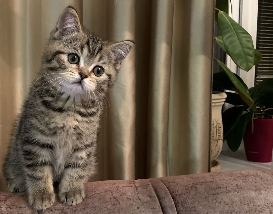 Котик Skottish straiht