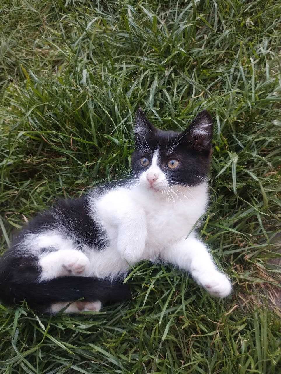 Віддам котика Львів