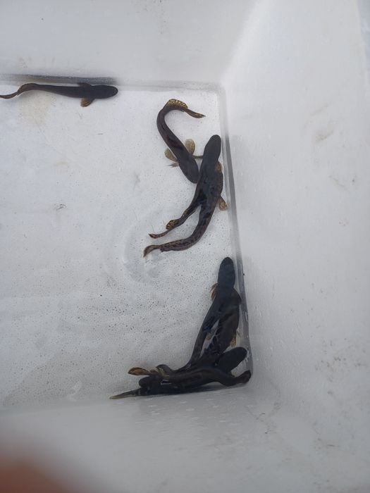 Miętus 5-9cm. Sandacz, Jesiotr, Pstrąg