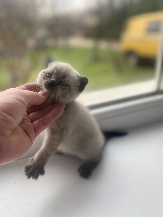 Сіамські котики від чистокровних батьків.