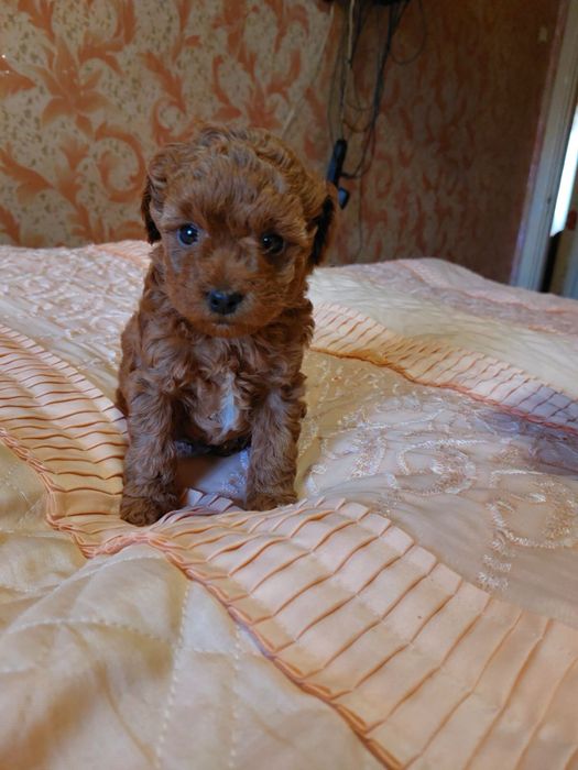 Цуценята той-пудель