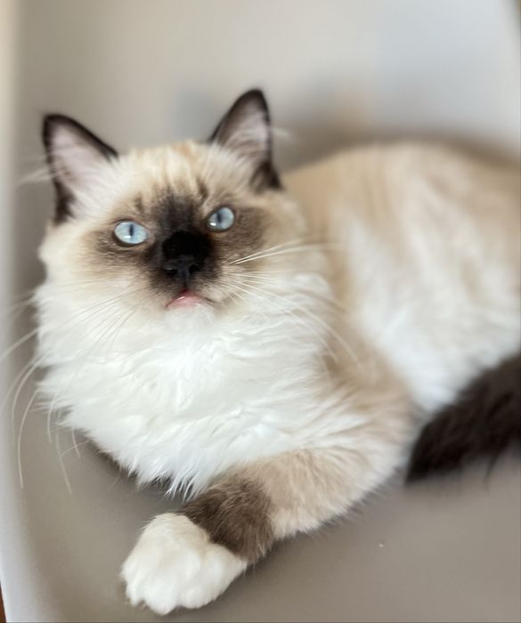 Ragdoll FPL, Arabica