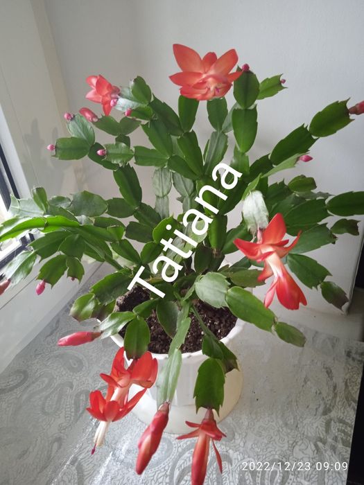 Шлюмбергера рождественник