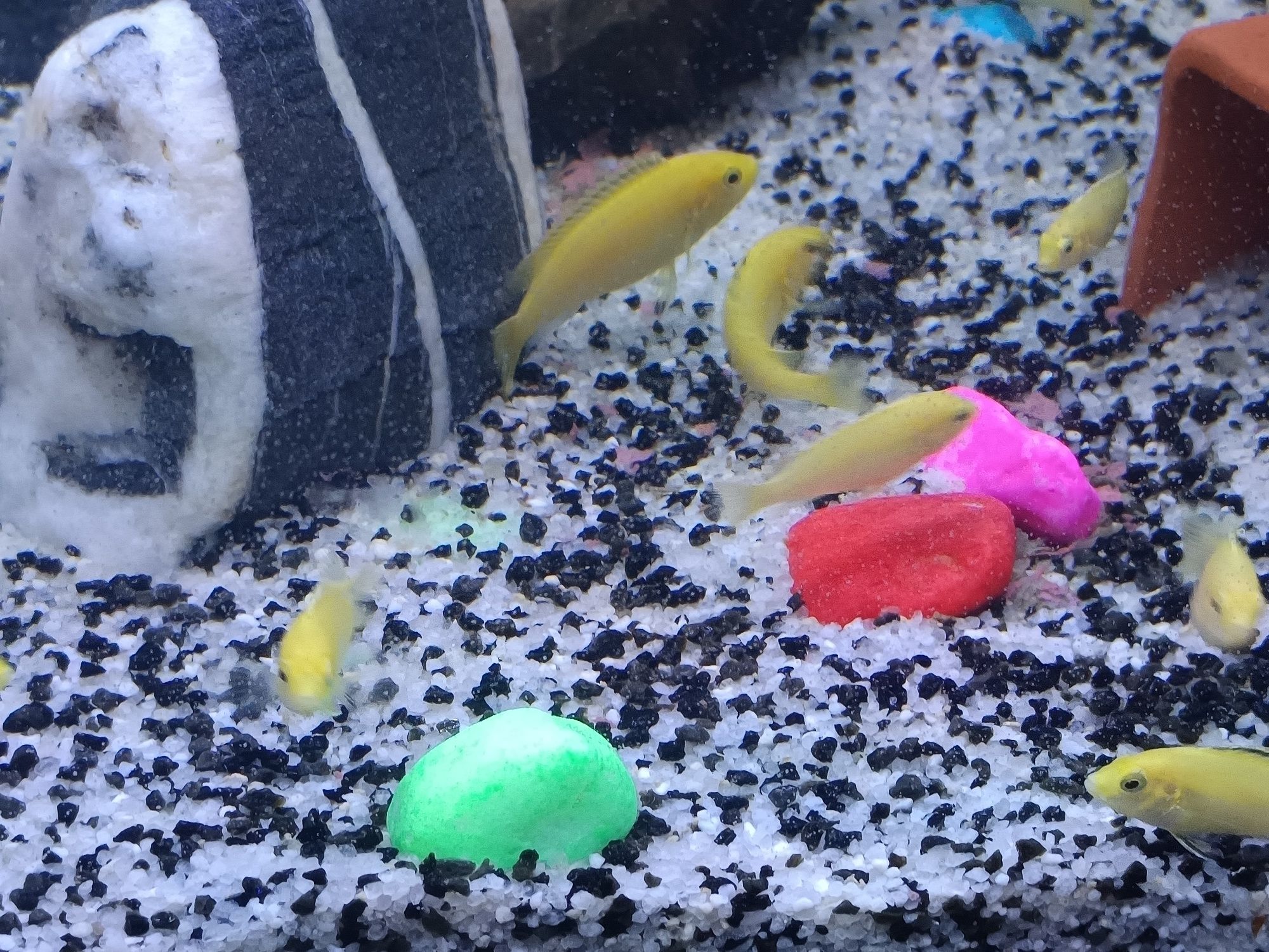 Labidochromis careuleus