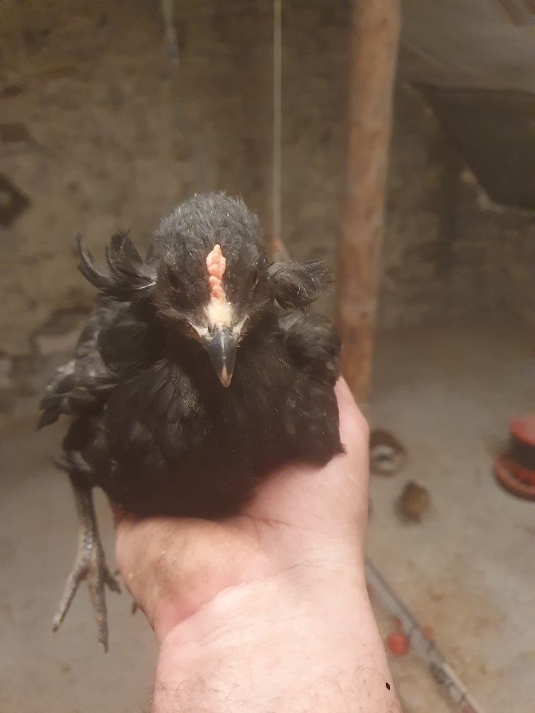 Kura kury aracuany naturalne ekologiczne araucany pisklaki araucany ku