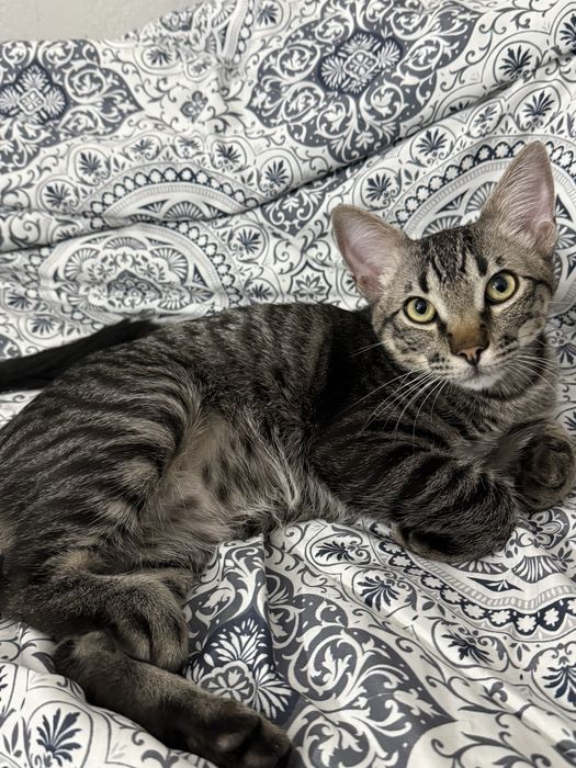 Gatos para adoção