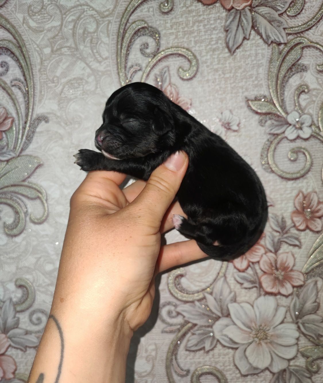 Cavapoo-Cavoodle Samiec o pięknym umaszczeniu do rezerwacji!