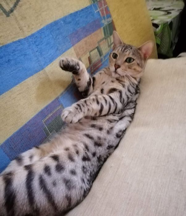 Кошечка в добрую семью.