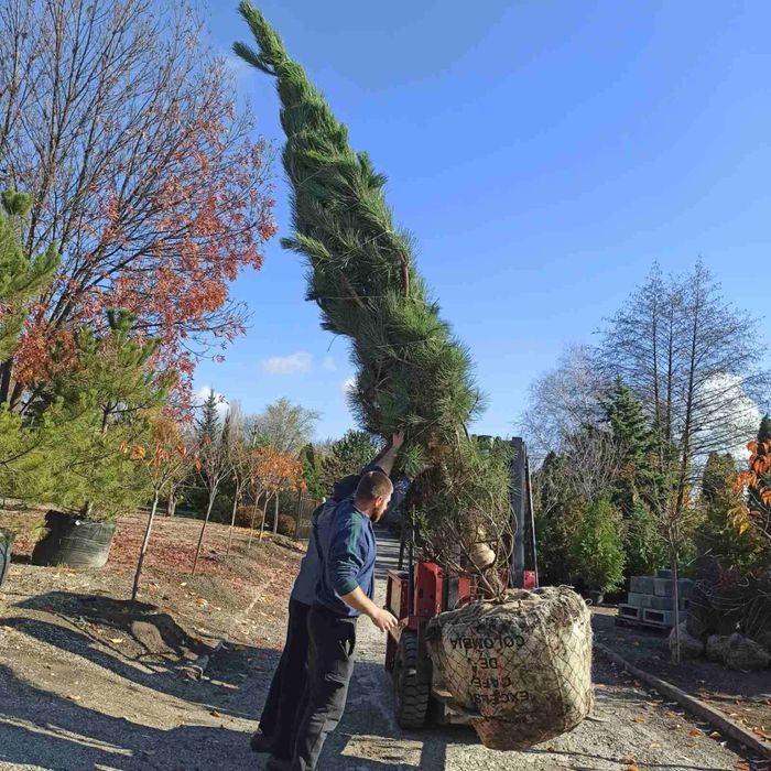 Сосна крымская, обыкновенная