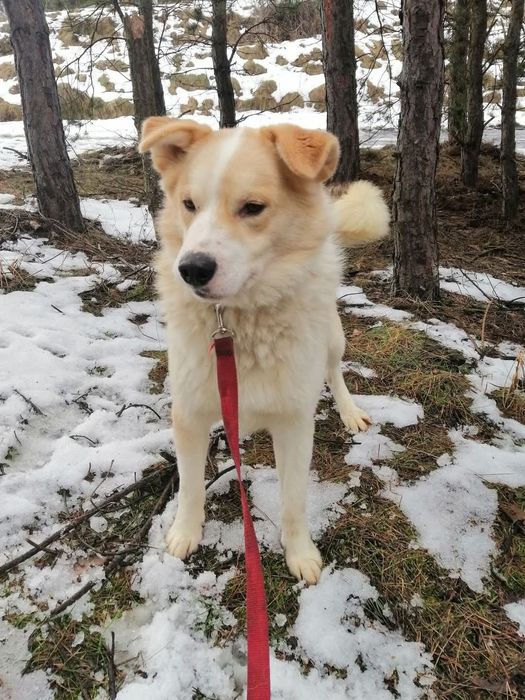 Cudowny psiak kochający ludzi źle znosi pobyt w schronisku pomocy