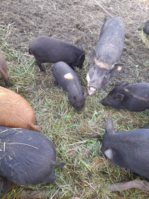 Терміново, продам свиней, поросят,бита вага.