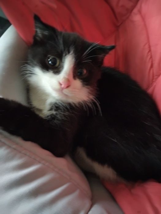 Отдам бесплатно котят