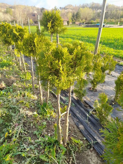 Drzewko Bonsai kopane z gruntu