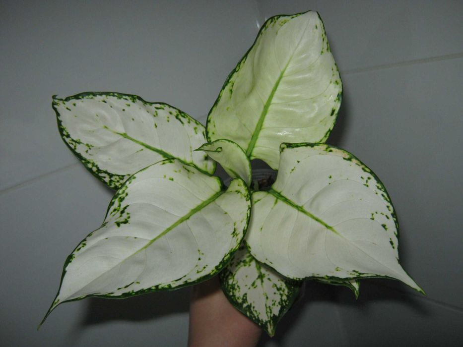 аглаонема калатея филодендрон алоказия разные сорта детки от 100грн