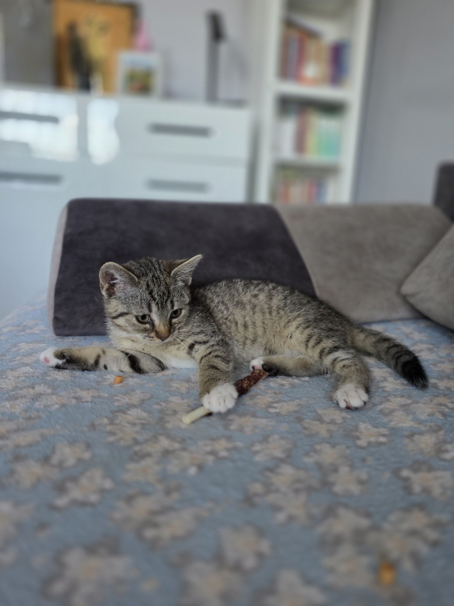 Malutka przytulanka szuka domu