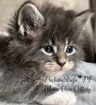 Maine coon rodowód Fife Fpl  Yoshi