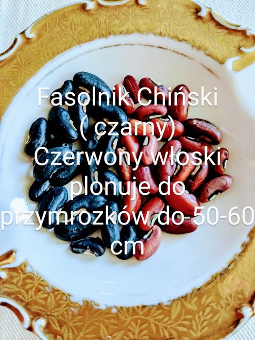 Fasolnik czerwony włoski Fasola 60 cm tyczna